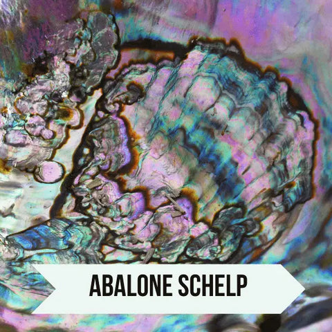 Prachtige Abalone Schelp