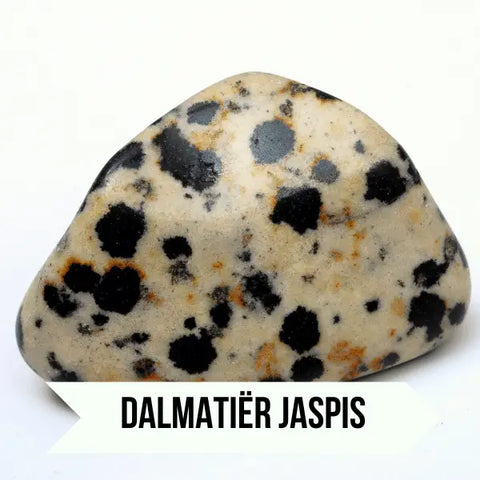 Wat Is Een Dalmatiër Jaspis