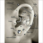 Anatomische Oor Diagram Met Bolletjes Chirurgisch Staal Voor Helix Piercing.